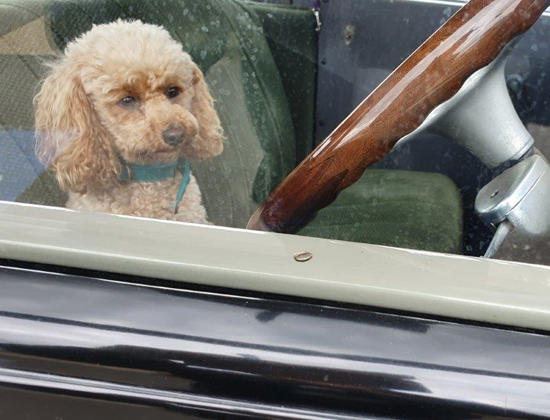 Bella in the old Buick