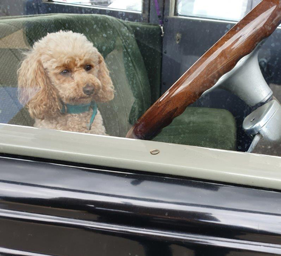 Bella in the old Buick