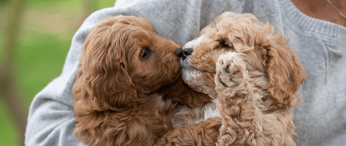 Cavoodle puppies Melbourne