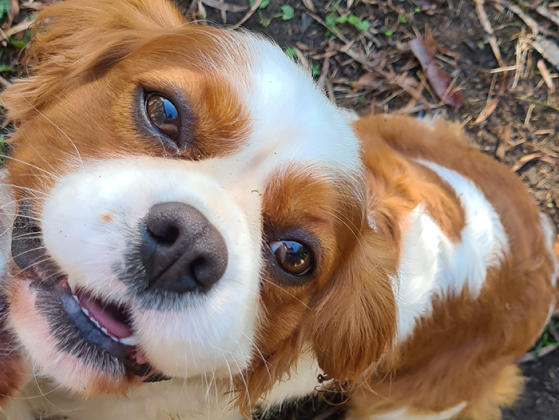 Ollie Cavalier King Charles Spaniel Geelong