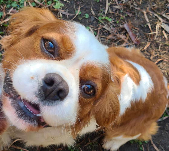 Ollie Cavalier King Charles Spaniel Geelong