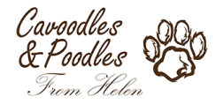 Puppies and dog breeder Melbourne - Cavoodles and Poodles from Helen