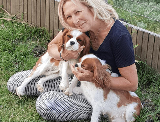 King Charles Cavalier breeder Melbourne