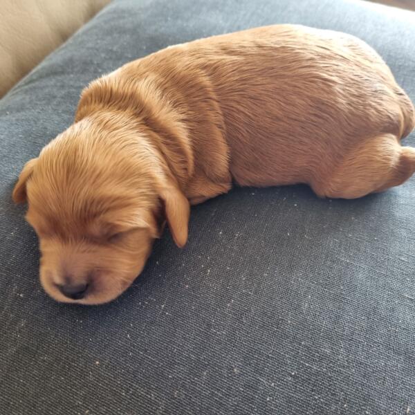 20230213 121131 (002) Cav Pup