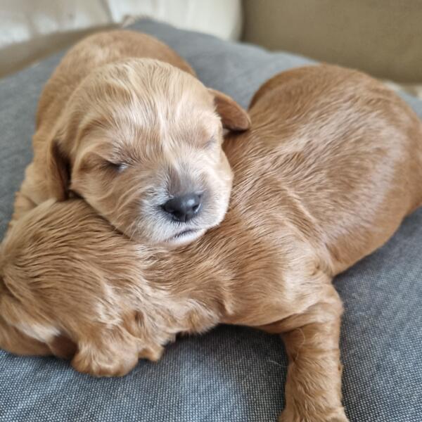 20230216 183001 Two Cavoodle Pups At Weeks