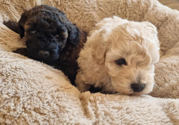 Toy-poodle-puppies