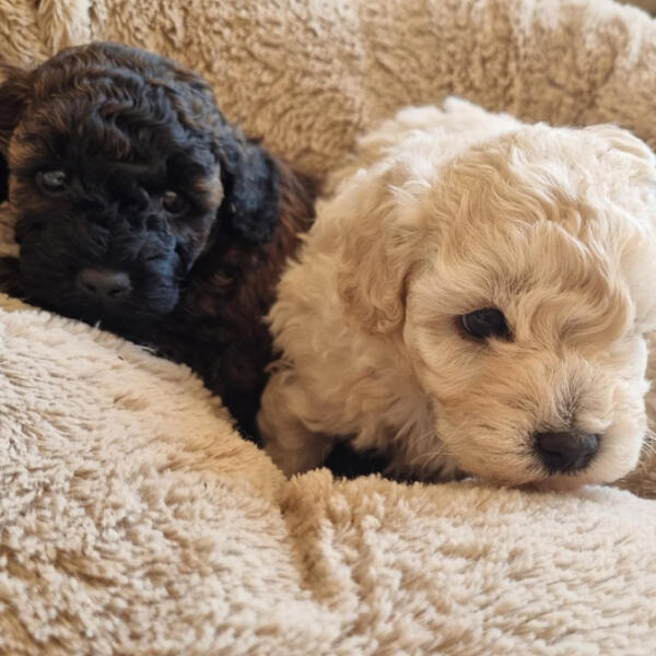 Toy-poodle-puppies