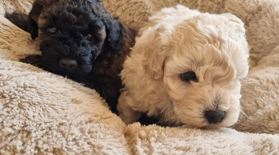 Toy-poodle-puppies