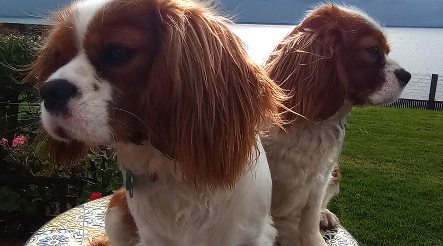 King charles cavalier spaniel Melbourne