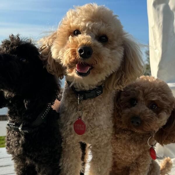 Toy Poodles