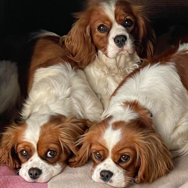 3 Sisters Madge Vera And Dotty - Cropped