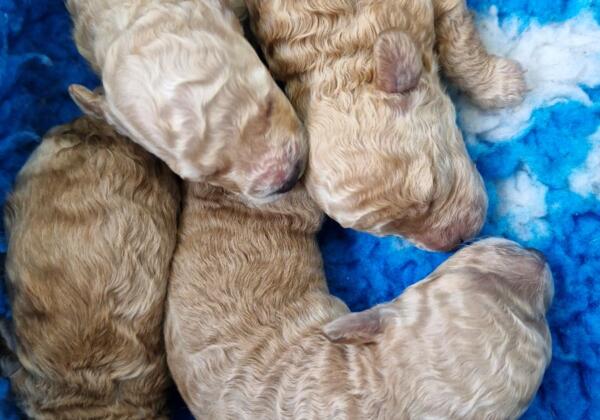 20241212 102410 Poodle Pups Sally Litter 1