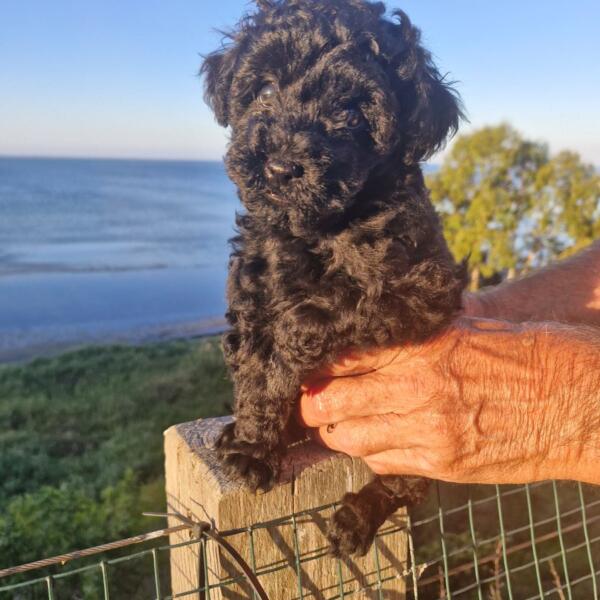 Sambo The Toy Poodle