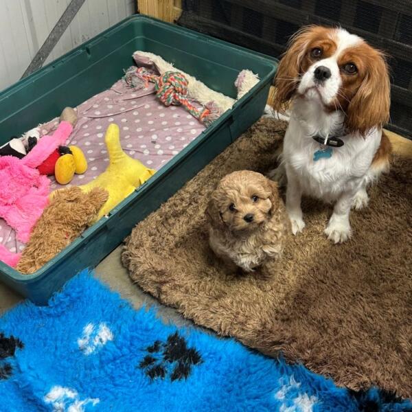 Cavoodle 2